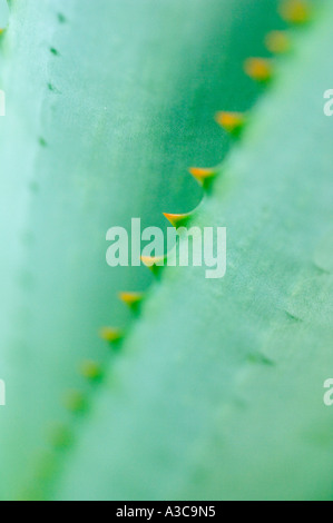 Les épines sur les feuilles d'Agave Close up Banque D'Images