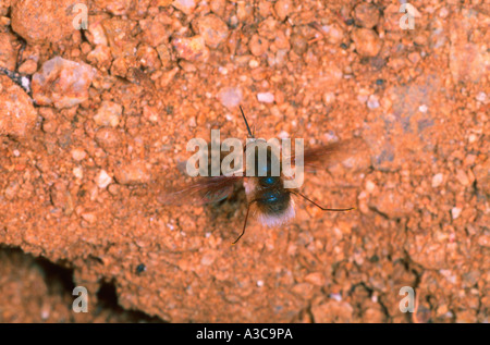 Bee-fly, Bombylius major. En vol Banque D'Images