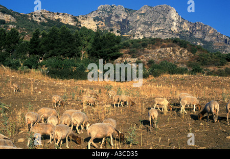 Chèvres sur une colline en Sicile Banque D'Images