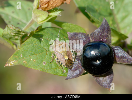 Noir brillant berry et calice de belladone Atropa belladonna Banque D'Images