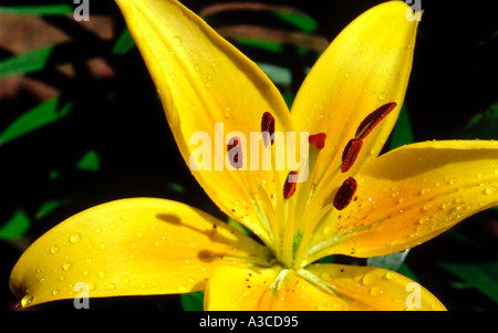 Lys asiatique jaune Banque D'Images