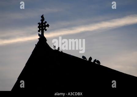 Pigeons sauvages Columba livia sur un toit de l'église St Mary, au coucher du soleil s'Église Lamberhurst Kent England UK 29 Octobre 2006 Banque D'Images