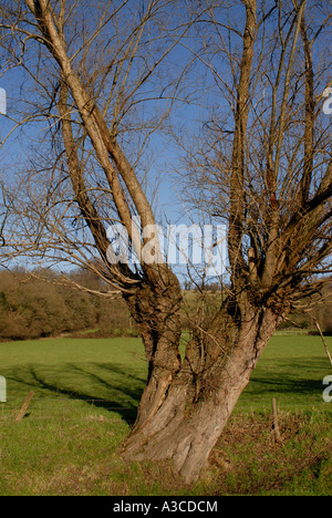 Un vieux saule Salix taillis d'arbres d'espèces contre un ciel bleu clair Speldhurst Kent England UK 01 Janvier 2007 Banque D'Images