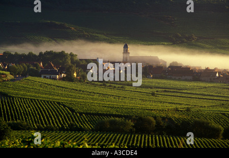 Aube dans les vignobles d'Alsace l'est de la France Banque D'Images