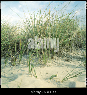 Détail de dunes plage montrant avec de l'herbe et un ciel bleu avec quelques nuages Cape May dans le New Jersey, USA Banque D'Images