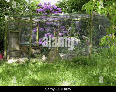 Lapin nain (Oryctolagus cuniculus f. domestica), enclosured dans le jardin Banque D'Images
