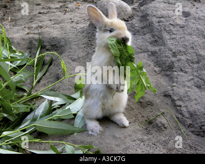 Lapin nain (Oryctolagus cuniculus f. domestica), jeune animal sur pattes de pissenlits d'alimentation Banque D'Images