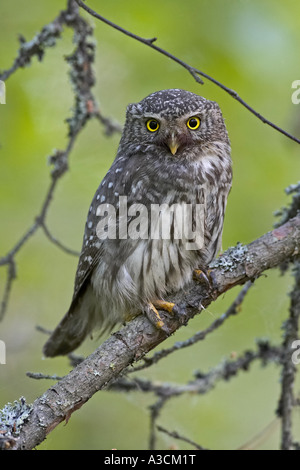 Chouette naine eurasien (Glaucidium passerinum), sur la branche, la Finlande Banque D'Images