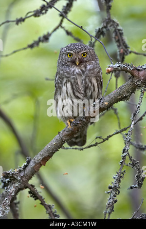 Chouette naine eurasien (Glaucidium passerinum), sur la branche, la Finlande Banque D'Images