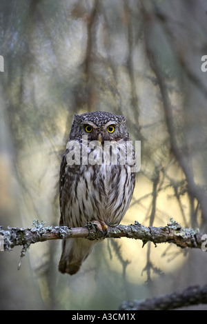 Chouette naine eurasien (Glaucidium passerinum), sur la branche, la Finlande Banque D'Images