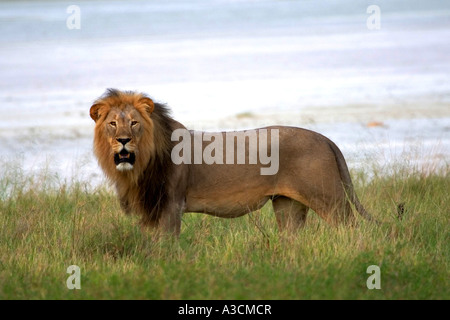 Lion (Panthera leo), magnifique mâle, la Namibie Banque D'Images