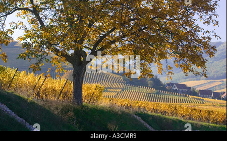 L'automne dans les vignobles de France, ici, dans le village de Katzenthal Banque D'Images