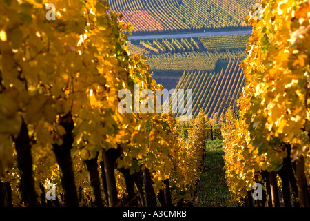 L'automne dans les vignobles de France, ici, dans le village de Sigolsheim Banque D'Images