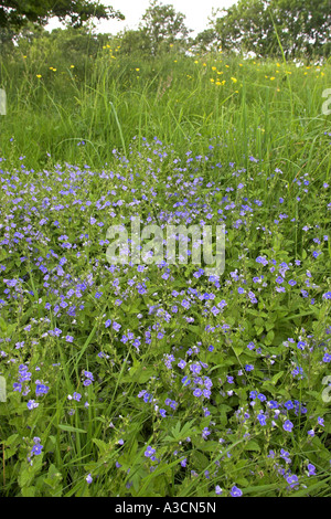 Germander speedwell (Veronica chamaedrys), blooming, Allemagne Banque D'Images