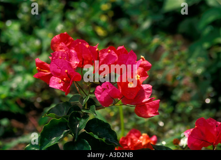 Bougainvilliers, en fleur, fleur, fleurs, Saint John, Saint John, îles Vierges américaines, United States, Îles Vierges, USVI Banque D'Images