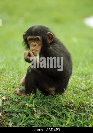 Les jeunes de la savane de chimpanzé Pan troglodytes Banque D'Images