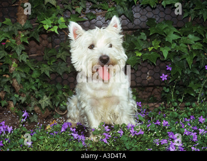 West Highland White Terrier assis entre les fleurs Banque D'Images