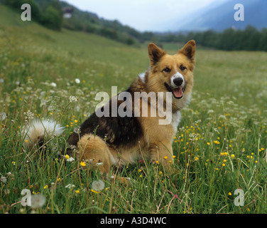 Half Breed dog sitting on meadow Banque D'Images