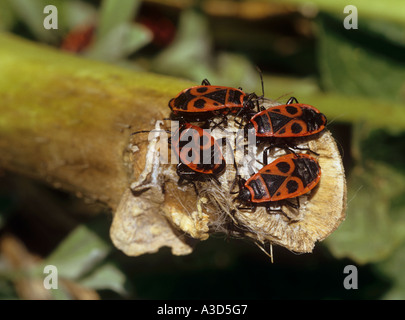 Firebugs Pyrrhocoris apterus sur branch Banque D'Images