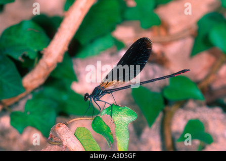 Demoiselle Agrion, Calopteryx virgo. Sur la tige mâle Banque D'Images