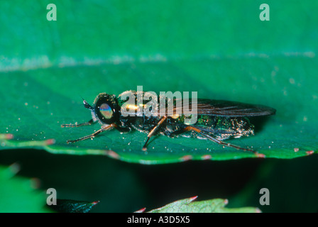 Soldat-fly, Chloromyia formosa On leaf Banque D'Images