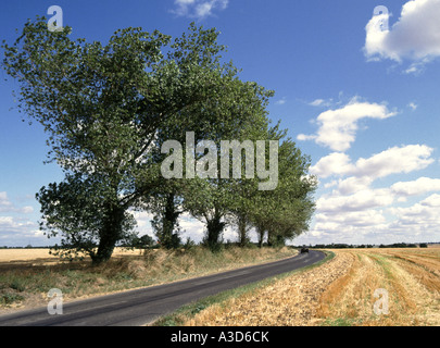 Paysage campagne du Suffolk Big Sky Country Road en passant par chaume domaine des terres agricoles non clôturées flanquée de rangée d'arbres matures England UK Banque D'Images