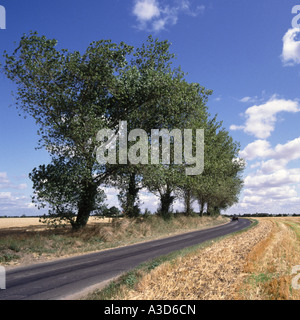 Paysage campagne du Suffolk Big Sky Country Road en passant par chaume domaine des terres agricoles non clôturées flanquée de rangée d'arbres matures England UK Banque D'Images