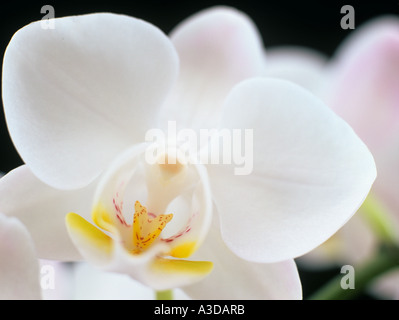 Orchidée Phalaenopsis blanche fleur fleurs en gros plan. UK Banque D'Images