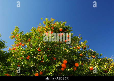 Orange Tree oranges mûres avec Banque D'Images
