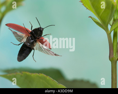 Cliquez sur beetle (Ampedus sanguineus) Banque D'Images