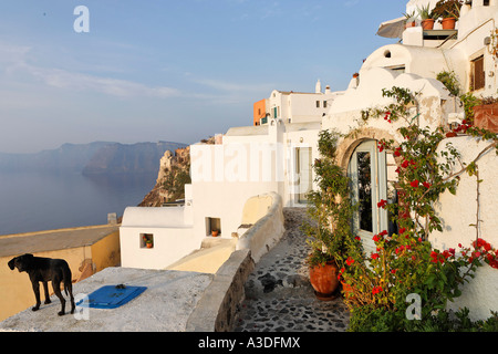 Maisons dans l'architecture typique des Cyclades, Oia, Santorin, Grèce Banque D'Images