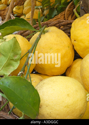 Citrons de Sorrento à vendre sur un marché de rue, citrons de Sorrento, Sorrento, baie de Naples, côte amalfitaine, Italie Banque D'Images