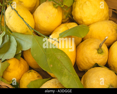 Citrons de Sorrento à vendre sur un marché de rue, citrons de Sorrento, Sorrento, baie de Naples, côte amalfitaine, Italie Banque D'Images