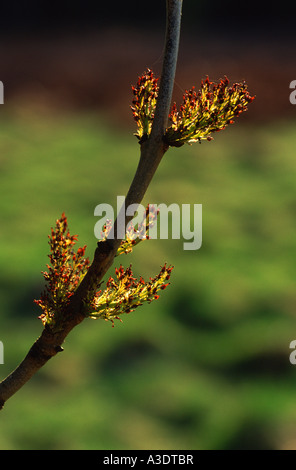 Des fleurs, un frêne Fraxinus excelsior Banque D'Images