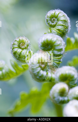 Pousse de fougère (Pteridium aquilinum) Banque D'Images