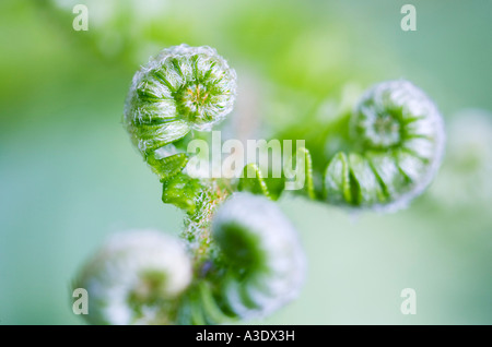 Pousse de fougère (Pteridium aquilinum) Banque D'Images