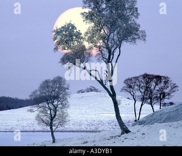 GB - Ecosse/Winterscene : GRAMPIAN au Loch Laggan Banque D'Images