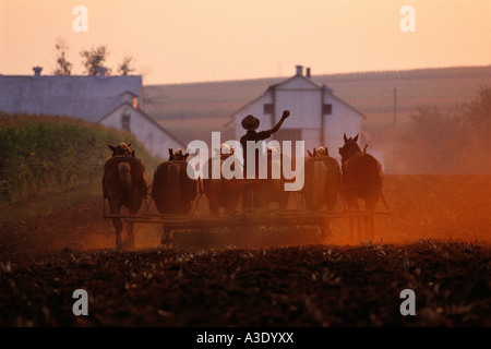 Labourer les champs d'agriculteurs Amish Le soir, comté de Lancaster, Pennsylvanie, Banque D'Images