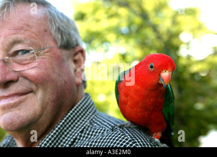 Australian king parrot perché sur l'épaule de l'homme (63) portant une chemise Banque D'Images