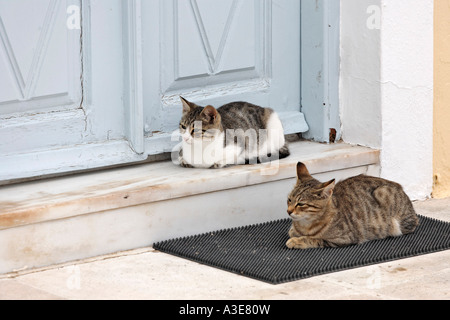 Les chats sont en attente devant l'entrée d'une maison pour l'alimentation, firostefani, Santorin, Grèce Banque D'Images