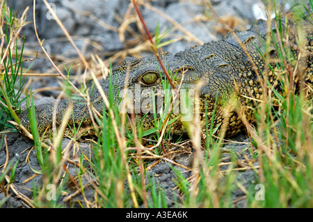 Crocodile du Nil, Crocodylus niloticus, rivière Chobe, au Botswana Banque D'Images