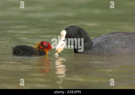 Foulque macroule (Fulica atra) nourrir un poussin Banque D'Images