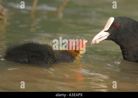 Foulque macroule (Fulica atra) nourrir un poussin Banque D'Images