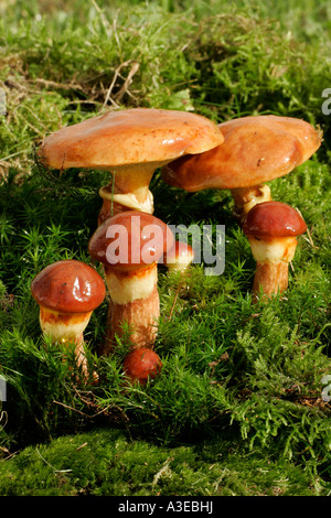 Mélèze bolet (Suillus grevillei) Banque D'Images