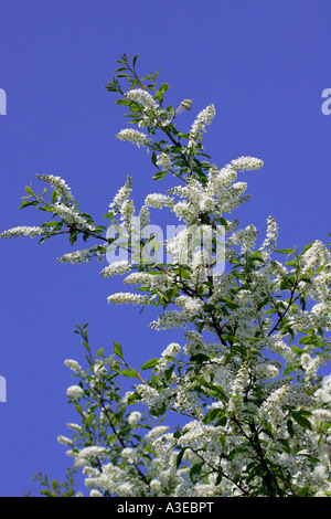 La floraison bird cherry (Prunus padus) Banque D'Images