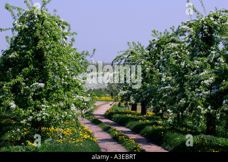 Fleurs de poiriers (Pyrus communis) et de cerisiers (Prunus avium) dans l'arrière-plan - Altes Land, Hambourg, Basse-Saxe Banque D'Images