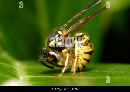 L'allemand Guêpe (Vespula germanica), yellowjacket se nourrissant de fruits Banque D'Images