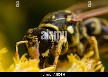 European paper wasp se nourrissant de pollen (Polistes dominulus) Banque D'Images