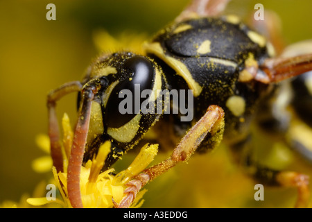 European paper wasp se nourrissant de pollen (Polistes dominulus) Banque D'Images