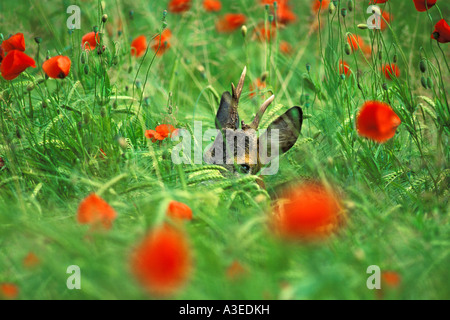 Roe buck se cachant dans un champ de coquelicots Banque D'Images